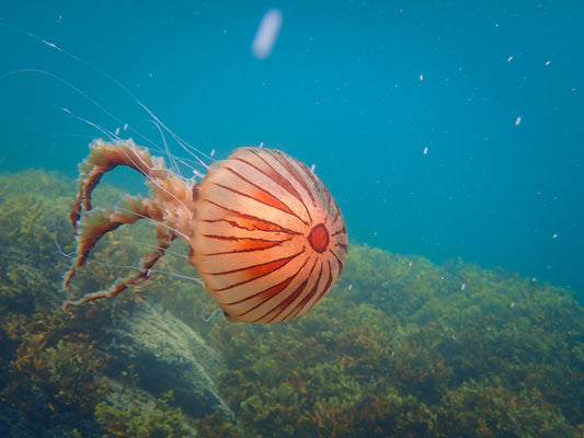 5 Incredible Marine Encounters in August