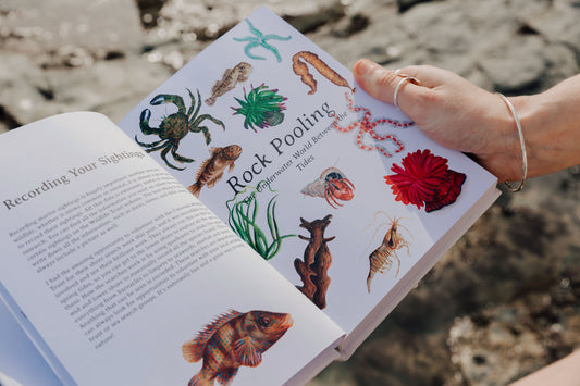 5 Reasons You Need the Ocean Lover’s Guide in Your Life!