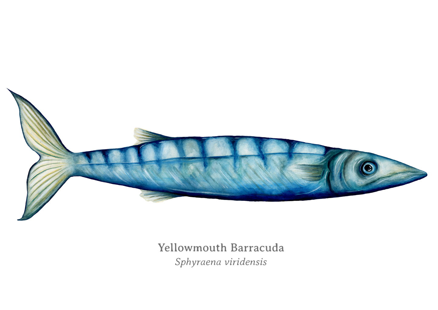 Barracuda Fine Art Print