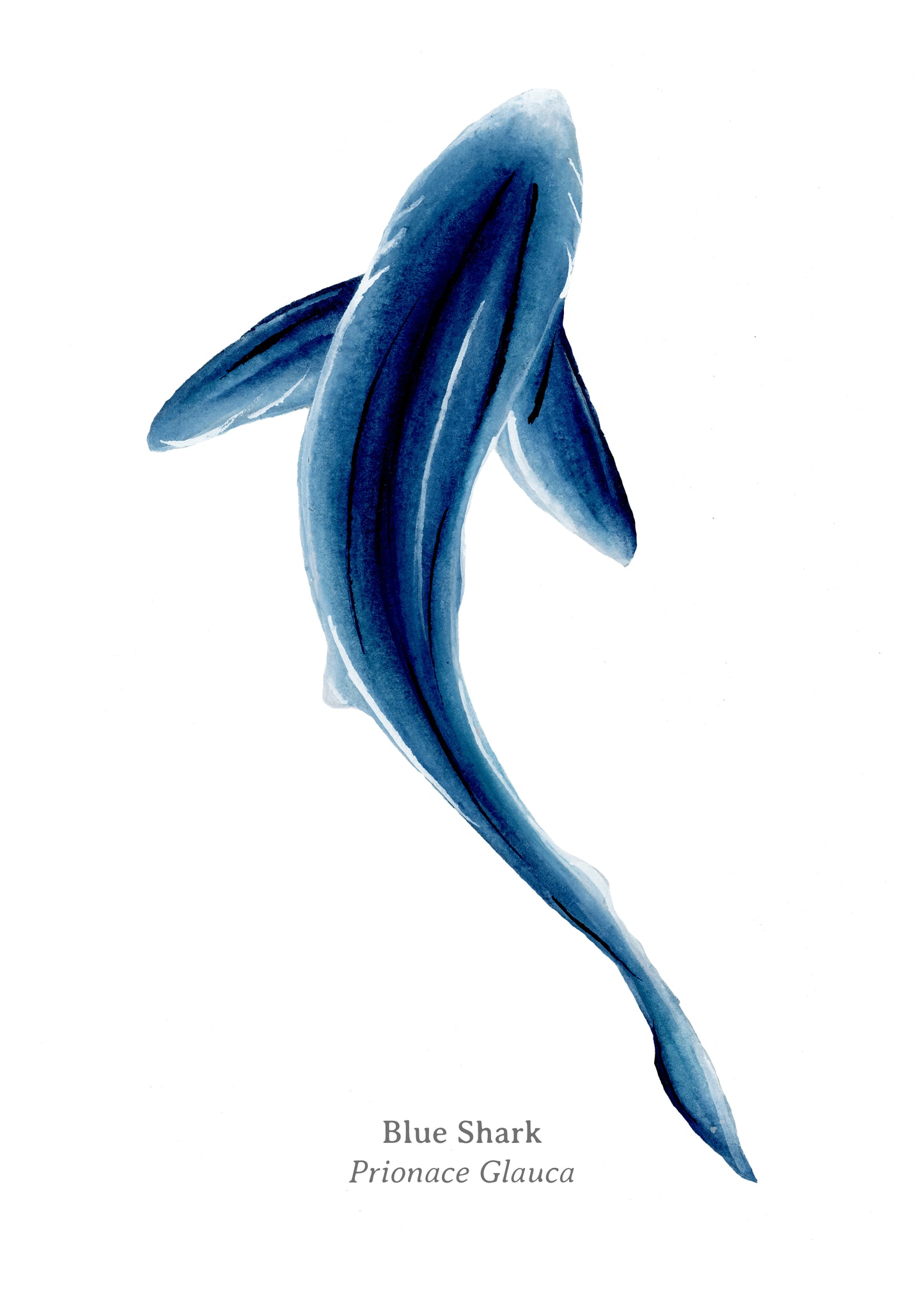 Blue Shark Fine Art Print