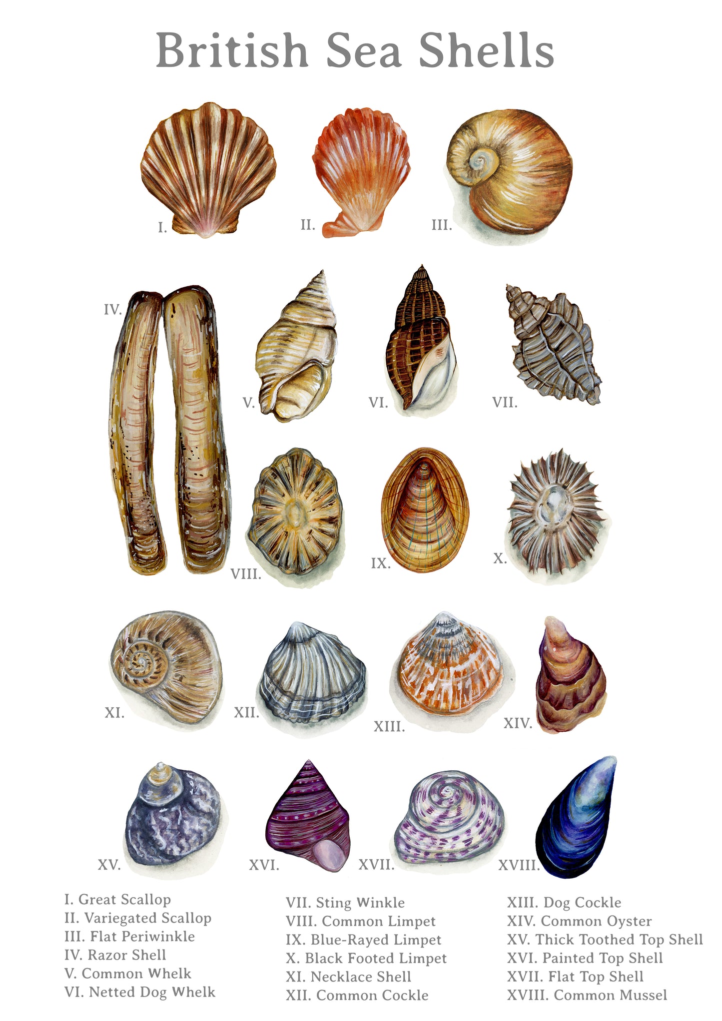 British Sea Shells Fine Art Print