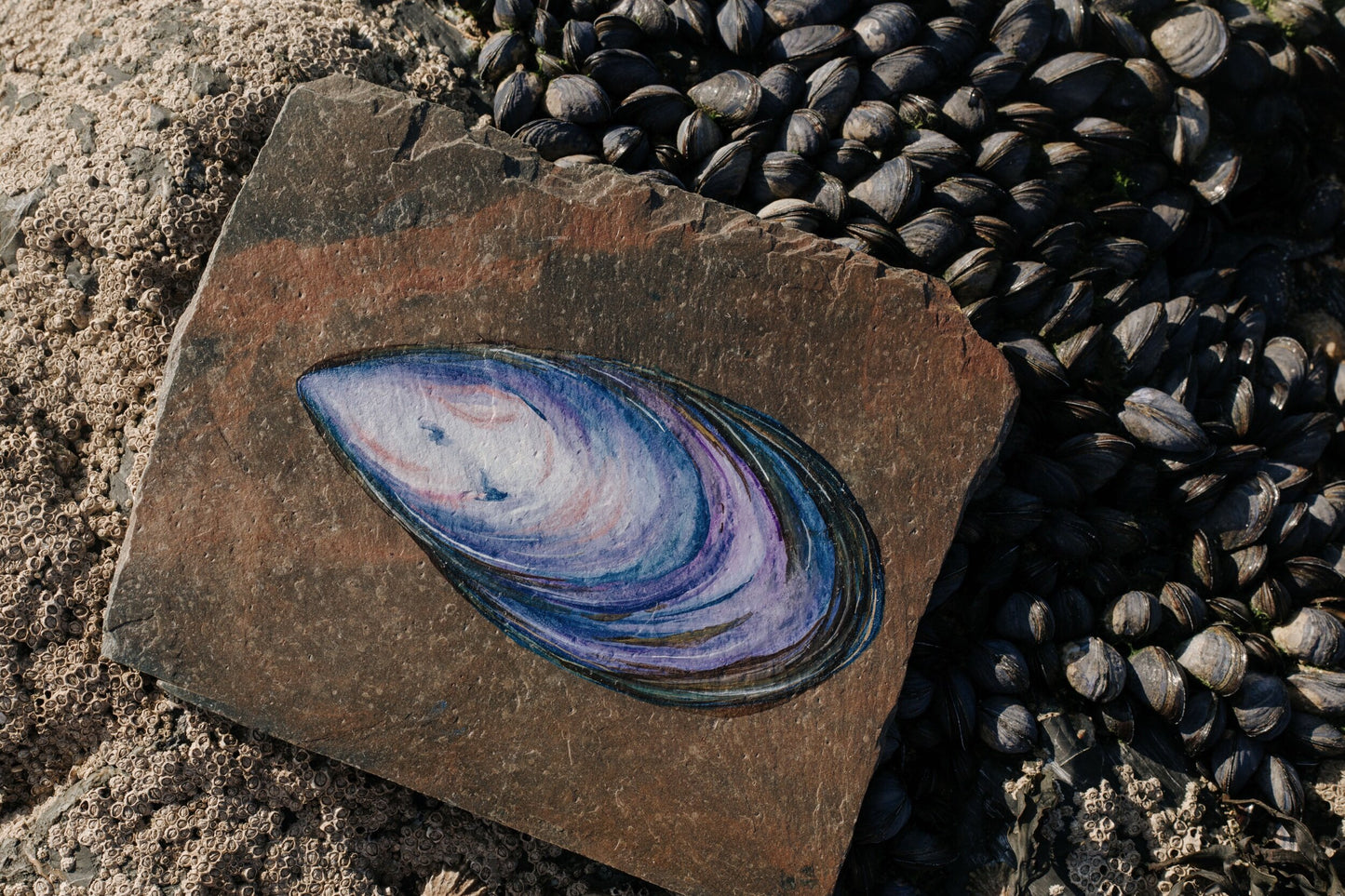 Mussel on Slate, Original Watercolour