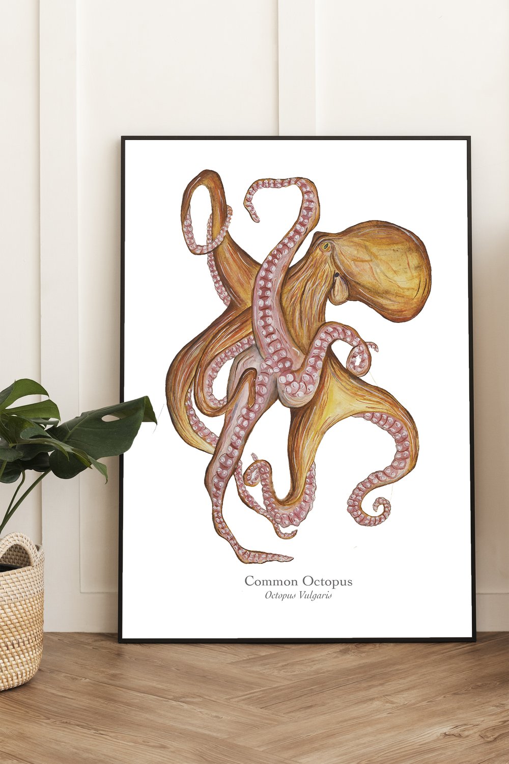 Common Octopus Fine Art Print