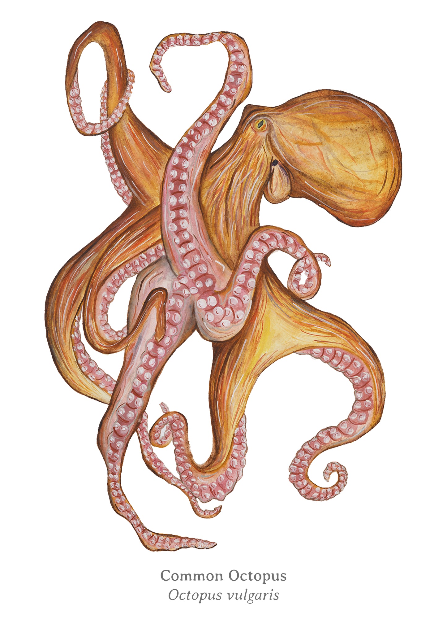 Common Octopus Fine Art Print
