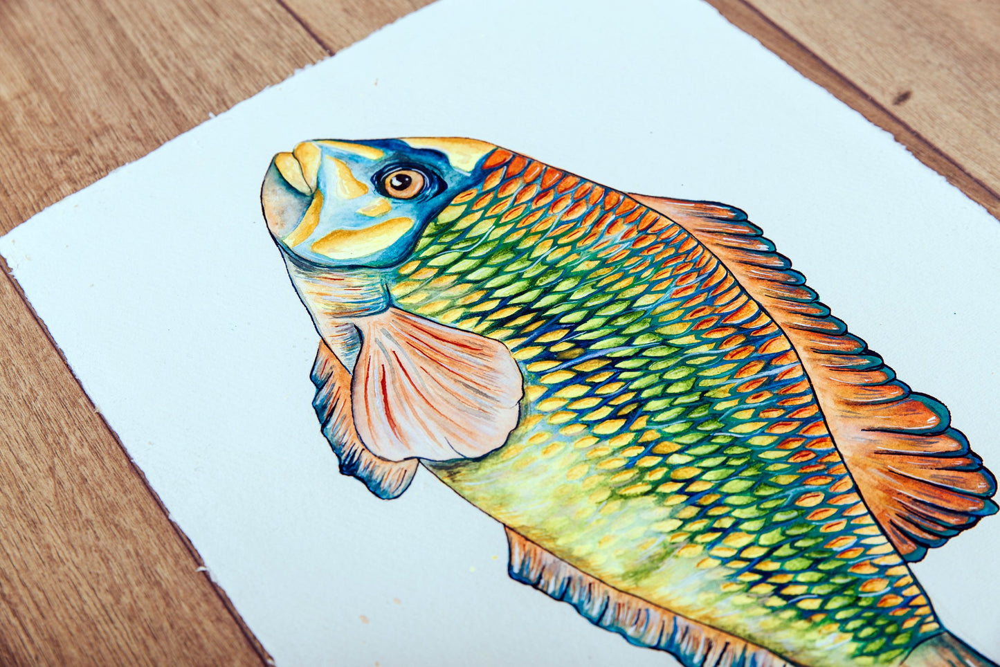 Corkwing Wrasse Original Watercolour Painting