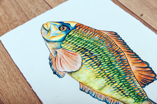 Corkwing Wrasse Original Watercolour Painting