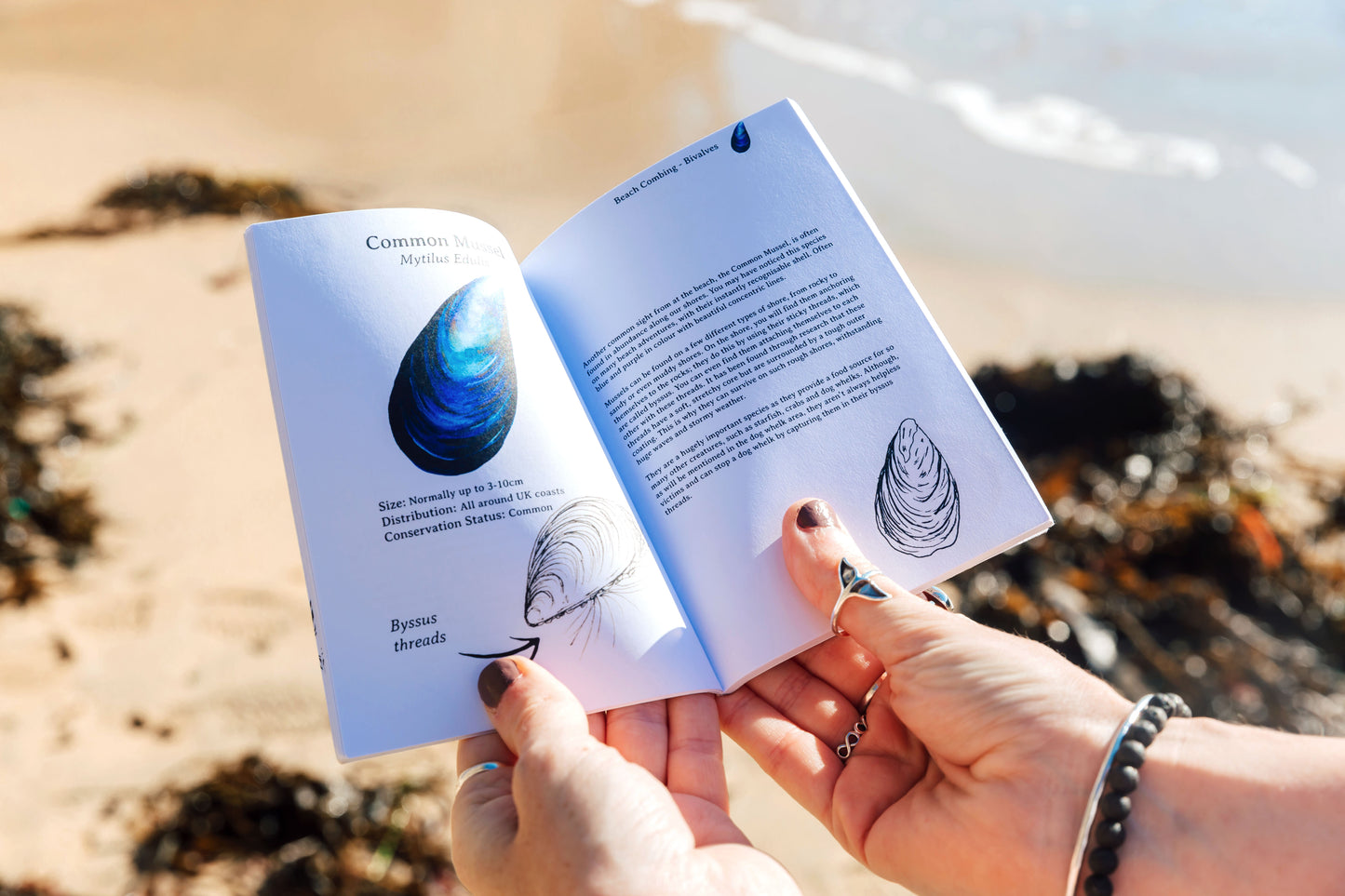 Beach Combing Pocket Book