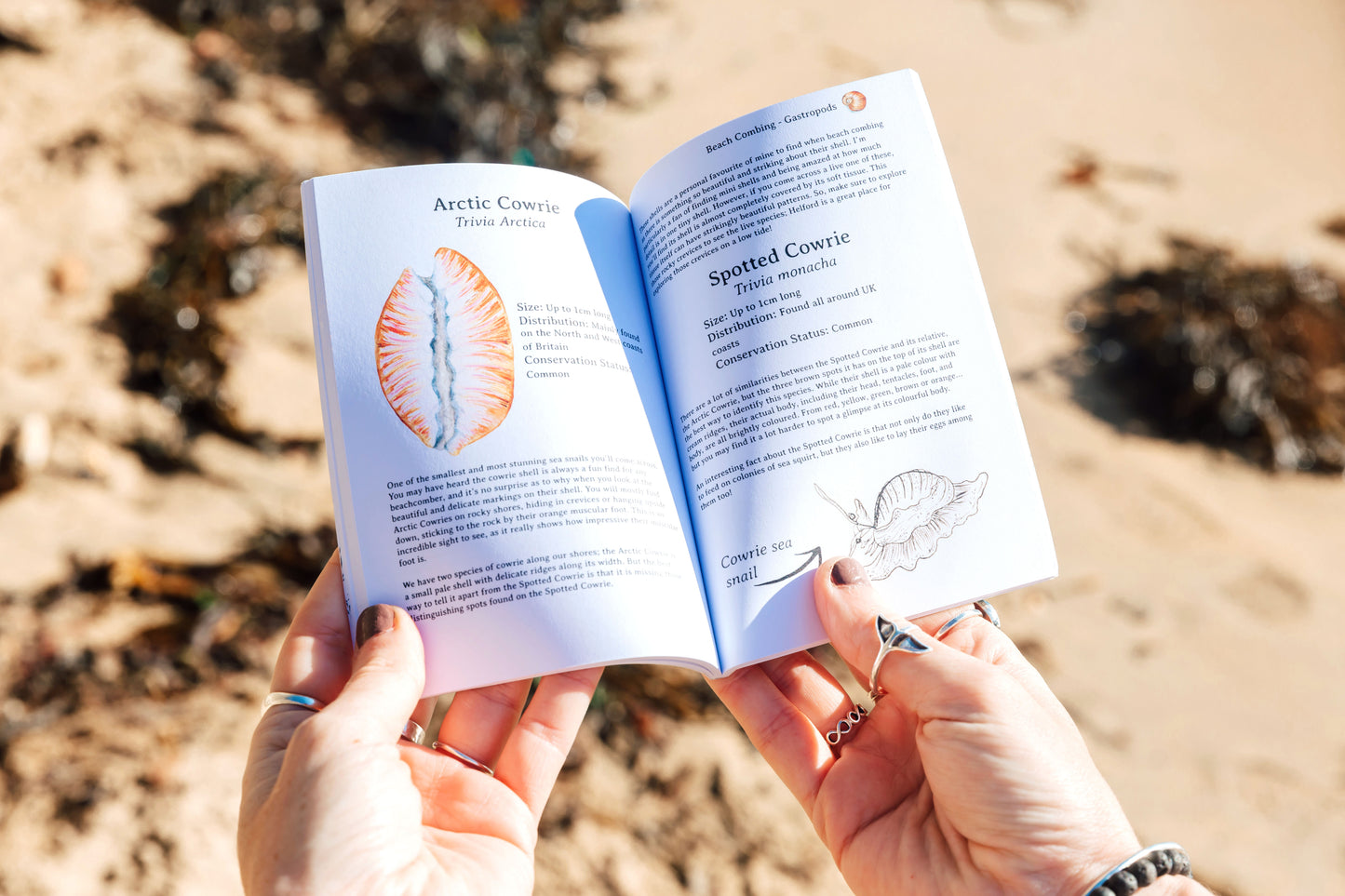 Beach Combing Pocket Book