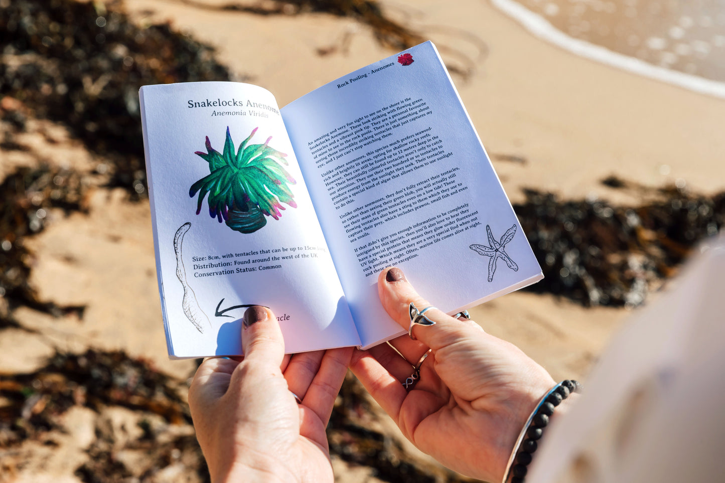 Rock Pooling Pocket Guide