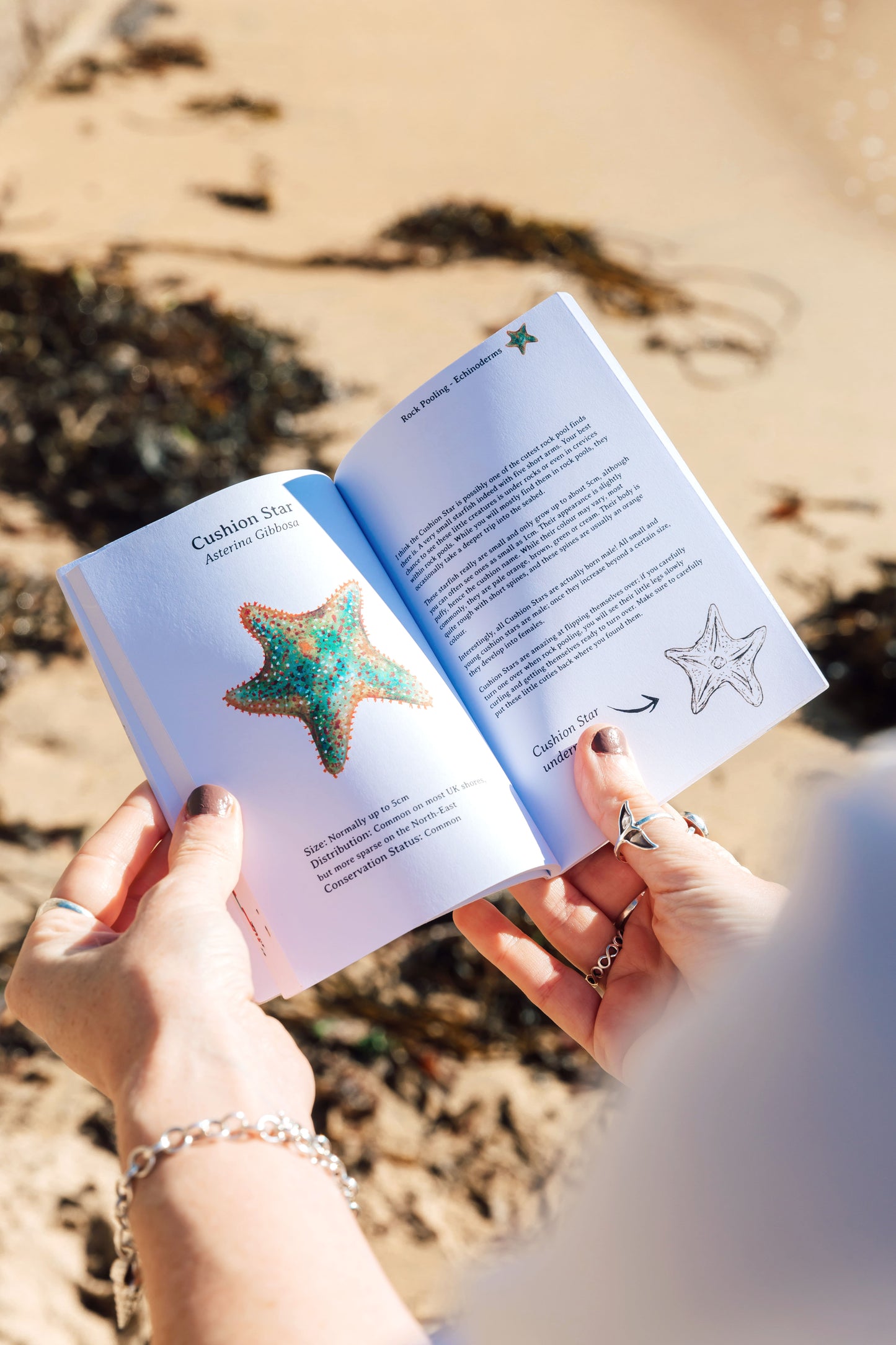 Rock Pooling Pocket Guide