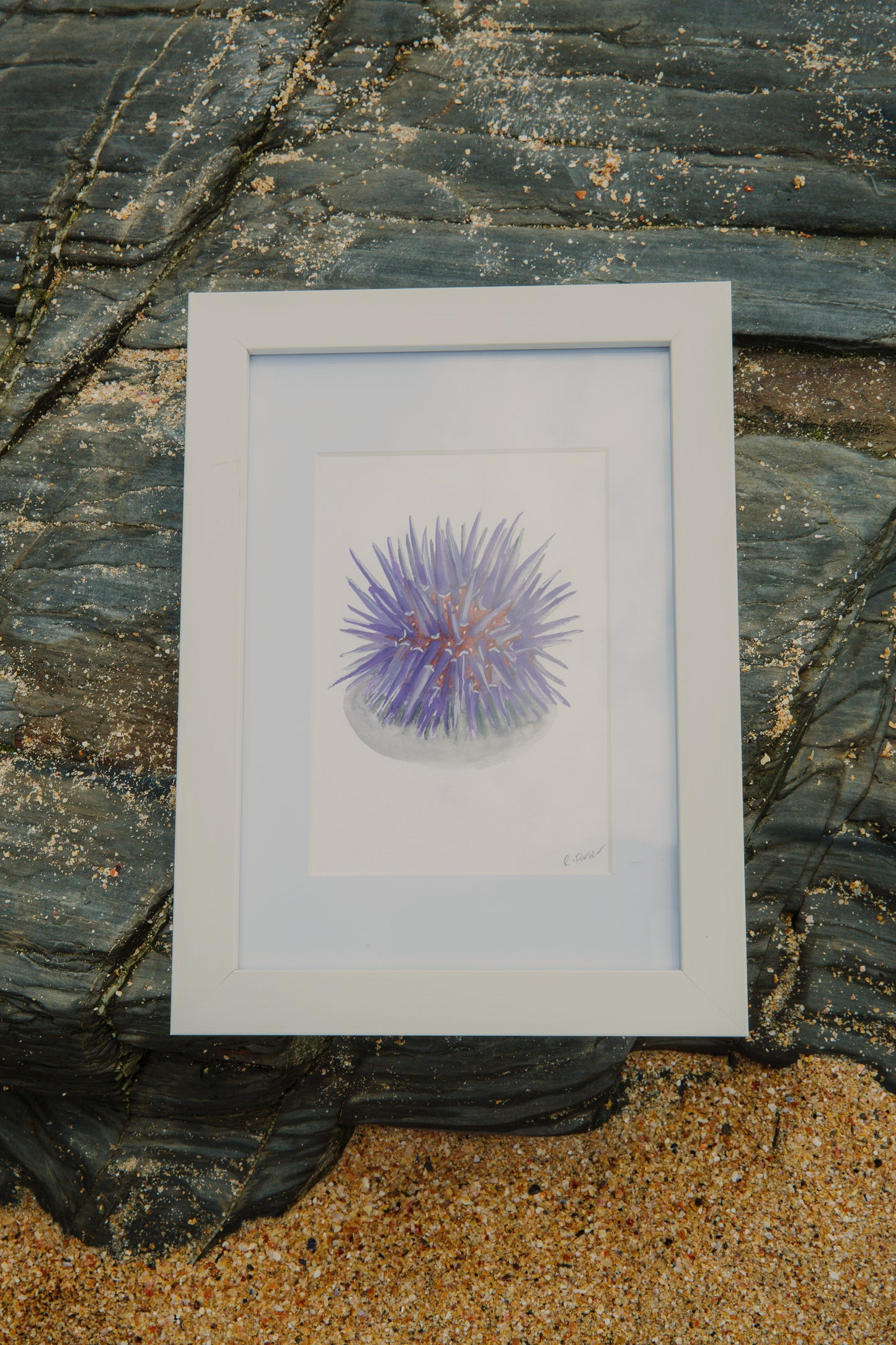 Purple Sea Urchin Mini Original Watercolour