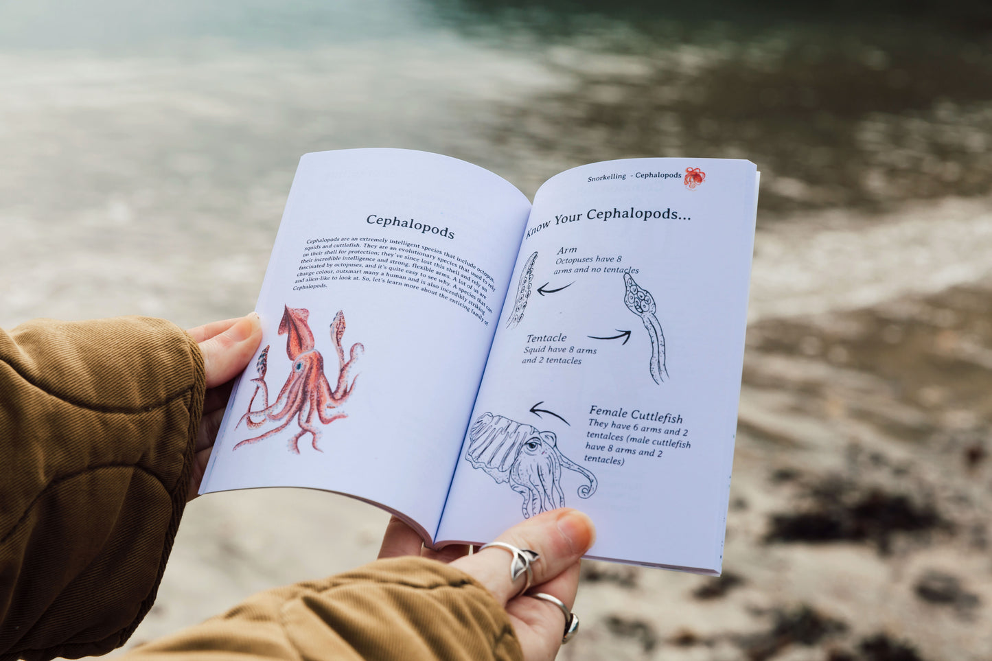 Snorkelling Pocket Book