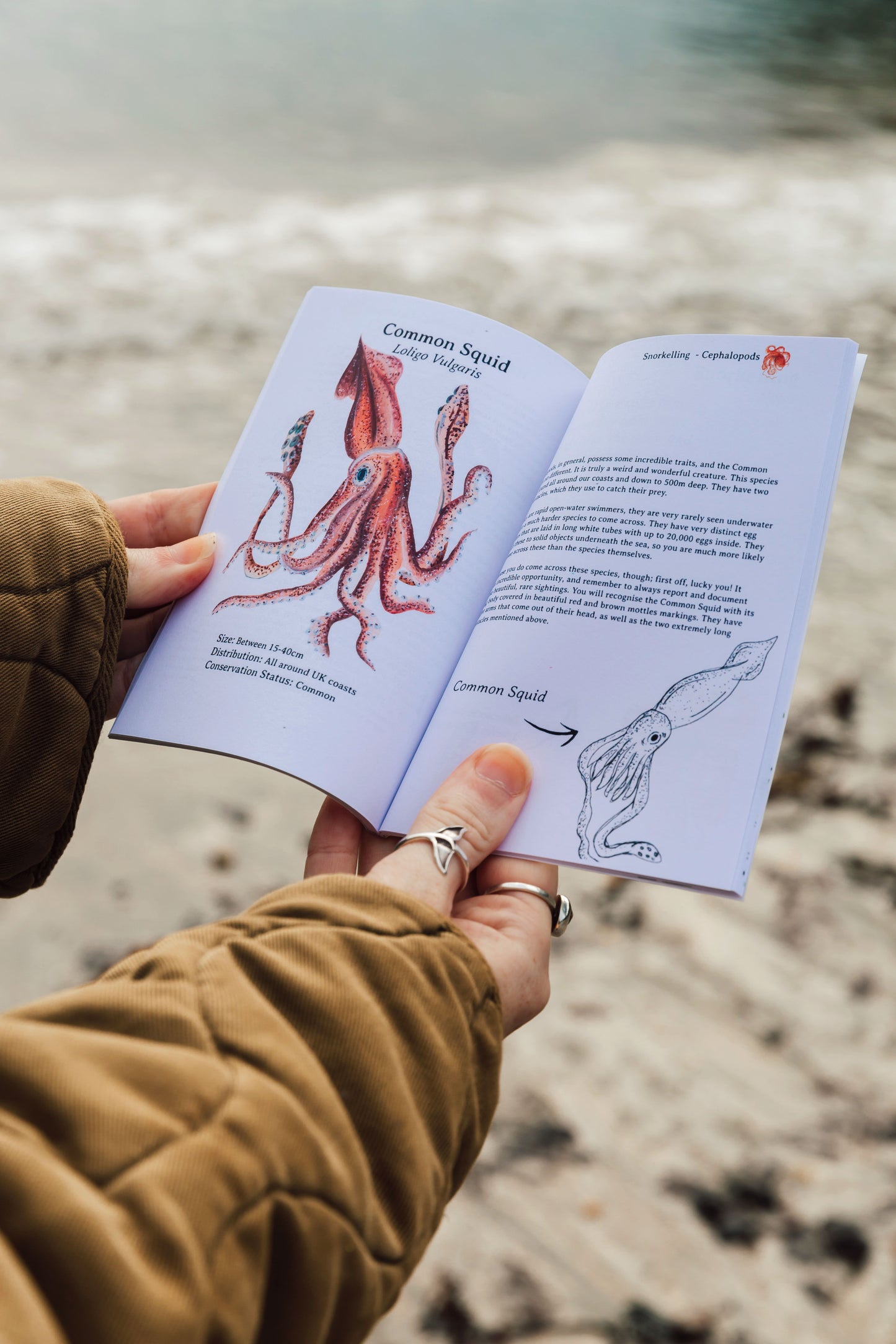 Snorkelling Pocket Book