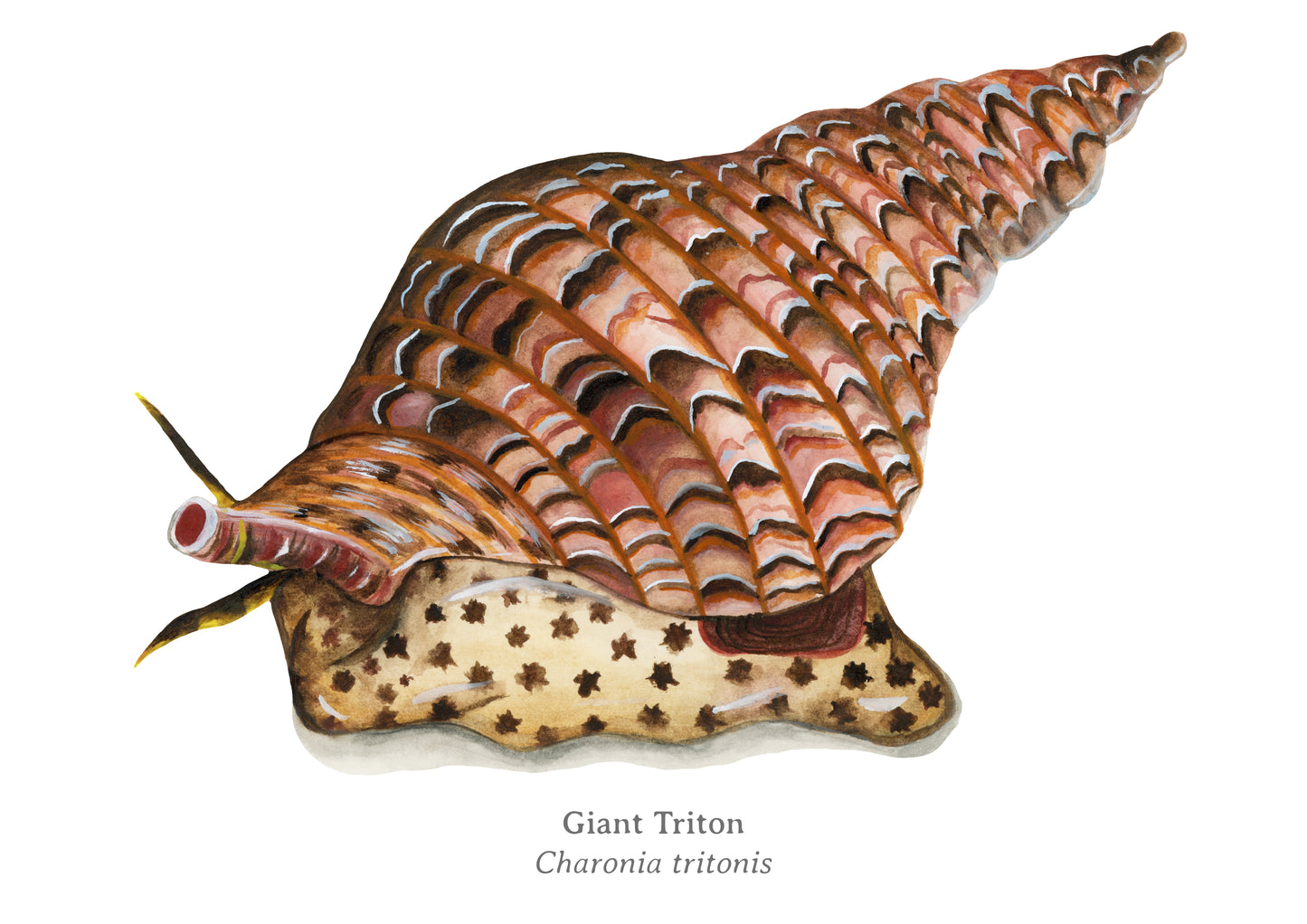 Giant Triton Fine Art Print