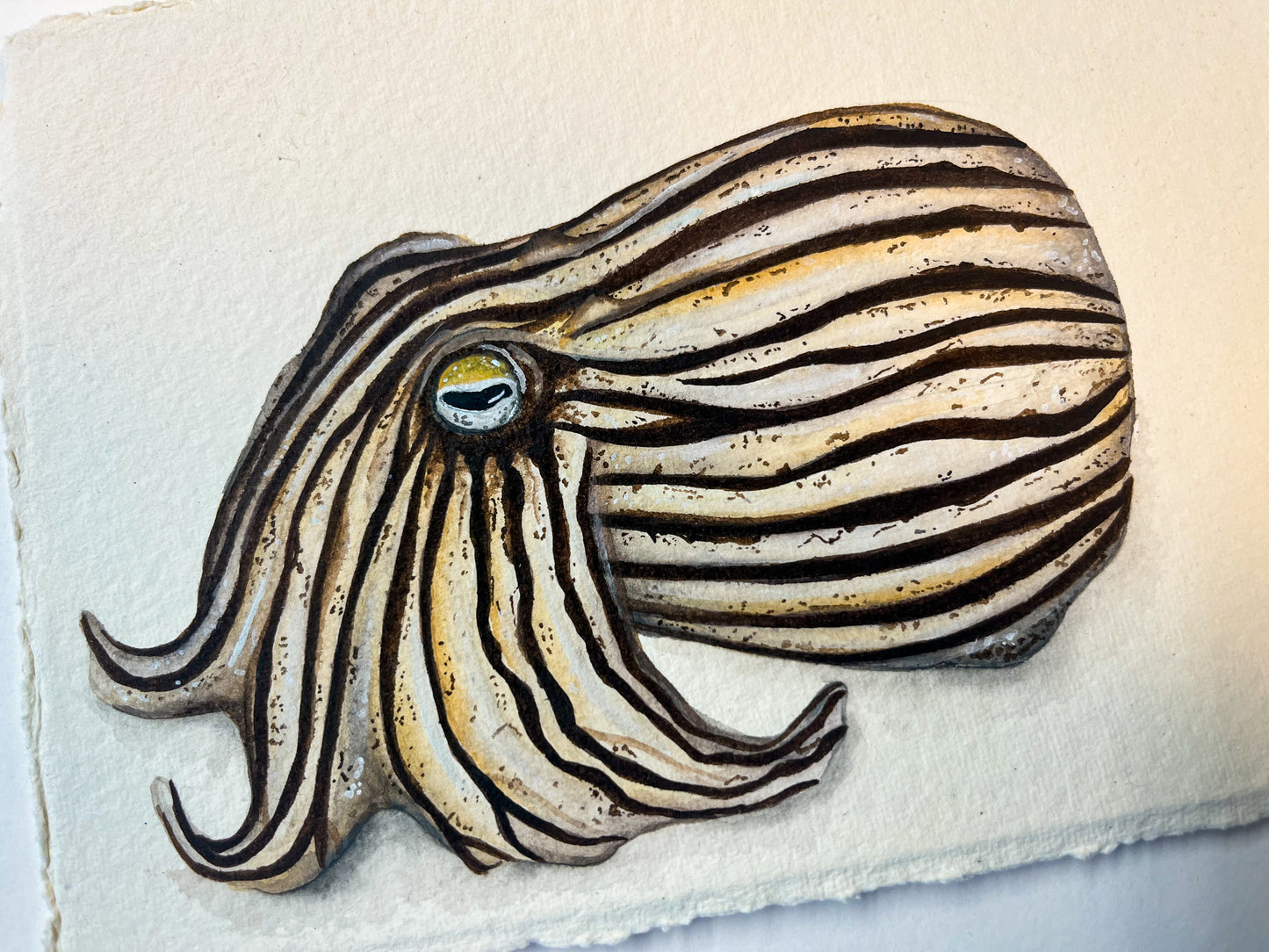 Striped Pyjama Squid Original Watercolour