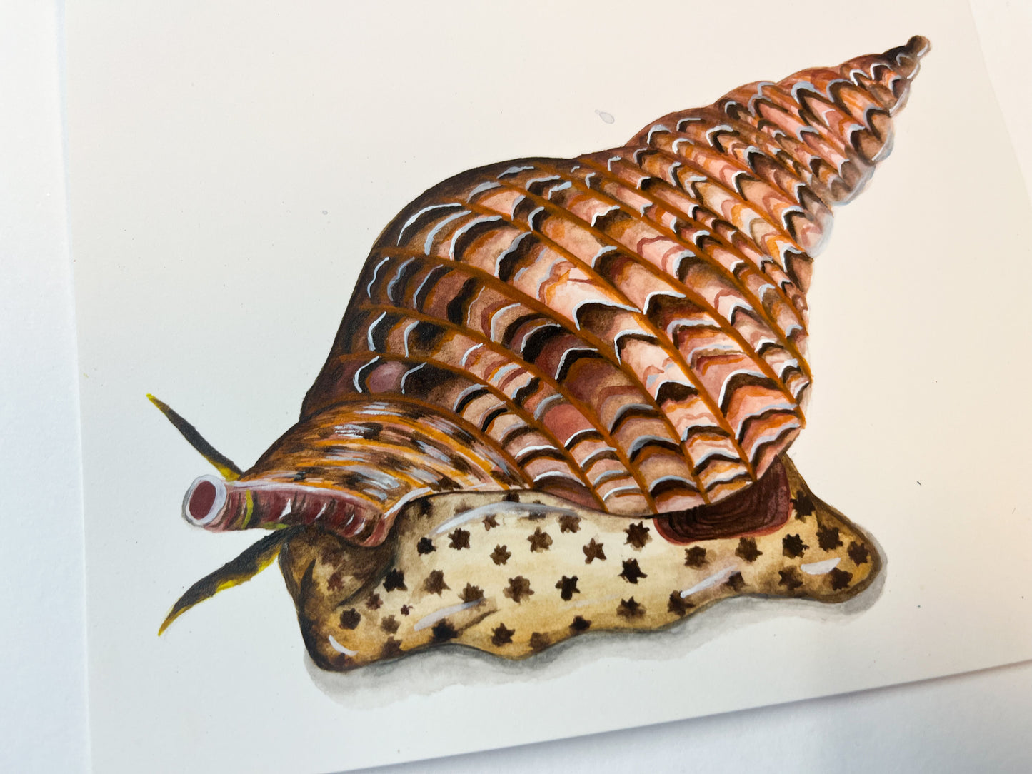 Giant Triton Original Watercolour Paper