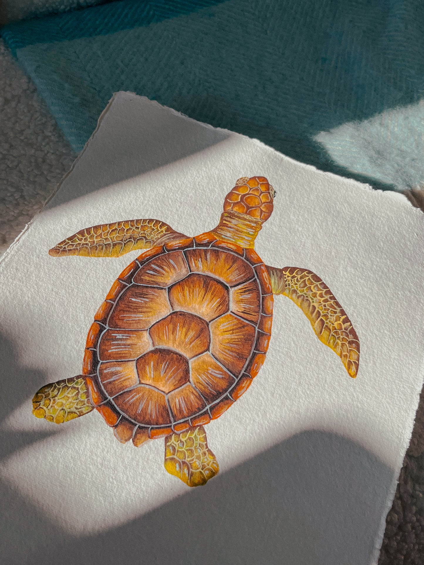 Green Turtle Fine Art Print