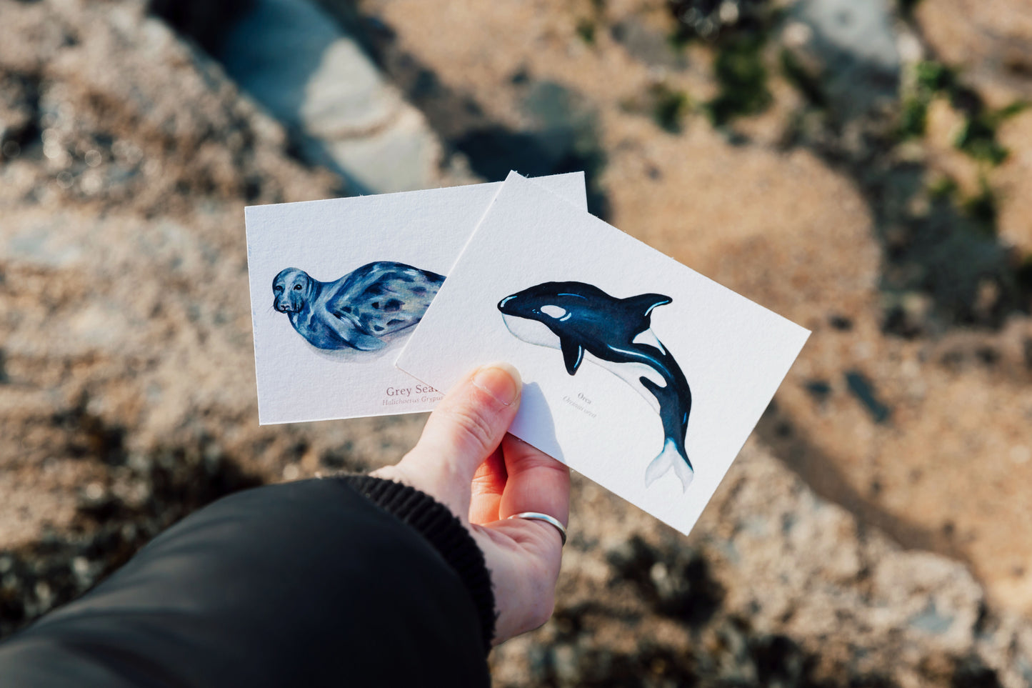 Mystery Mini Print Packs