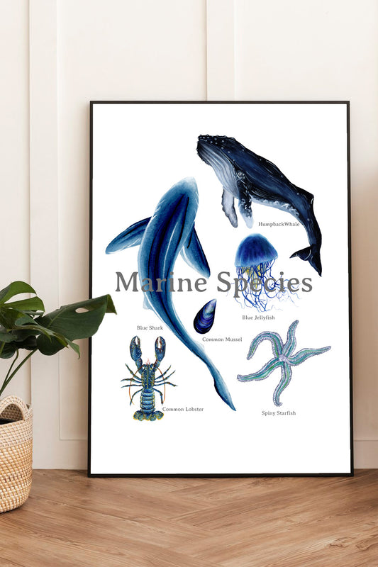 Marine Life Species Poster