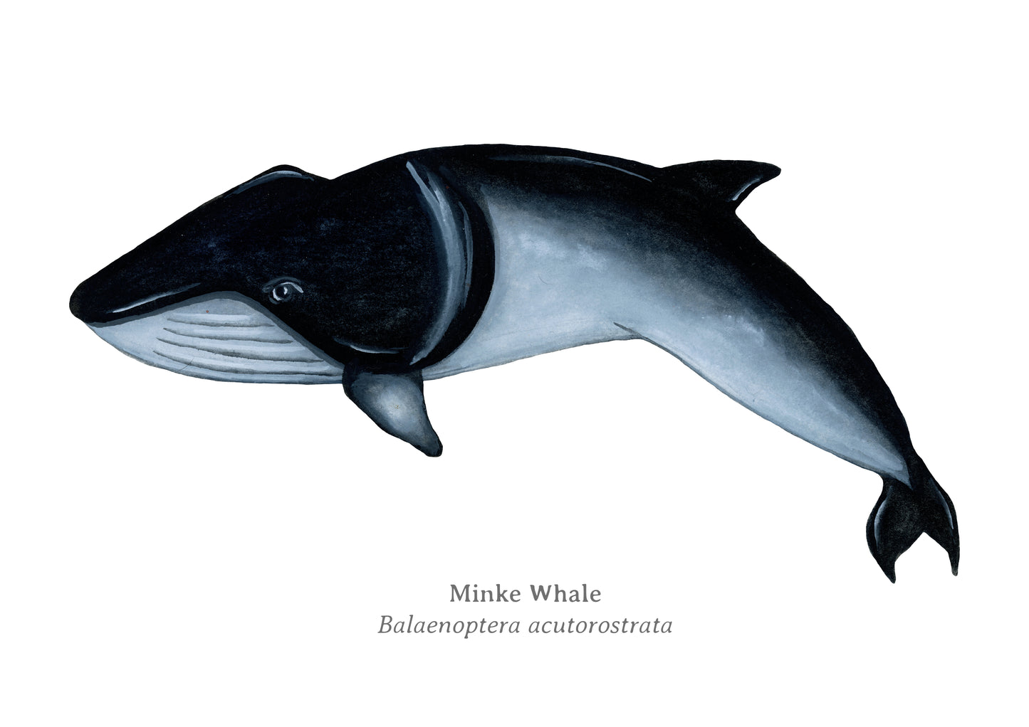 Minke Whale Fine Art Print