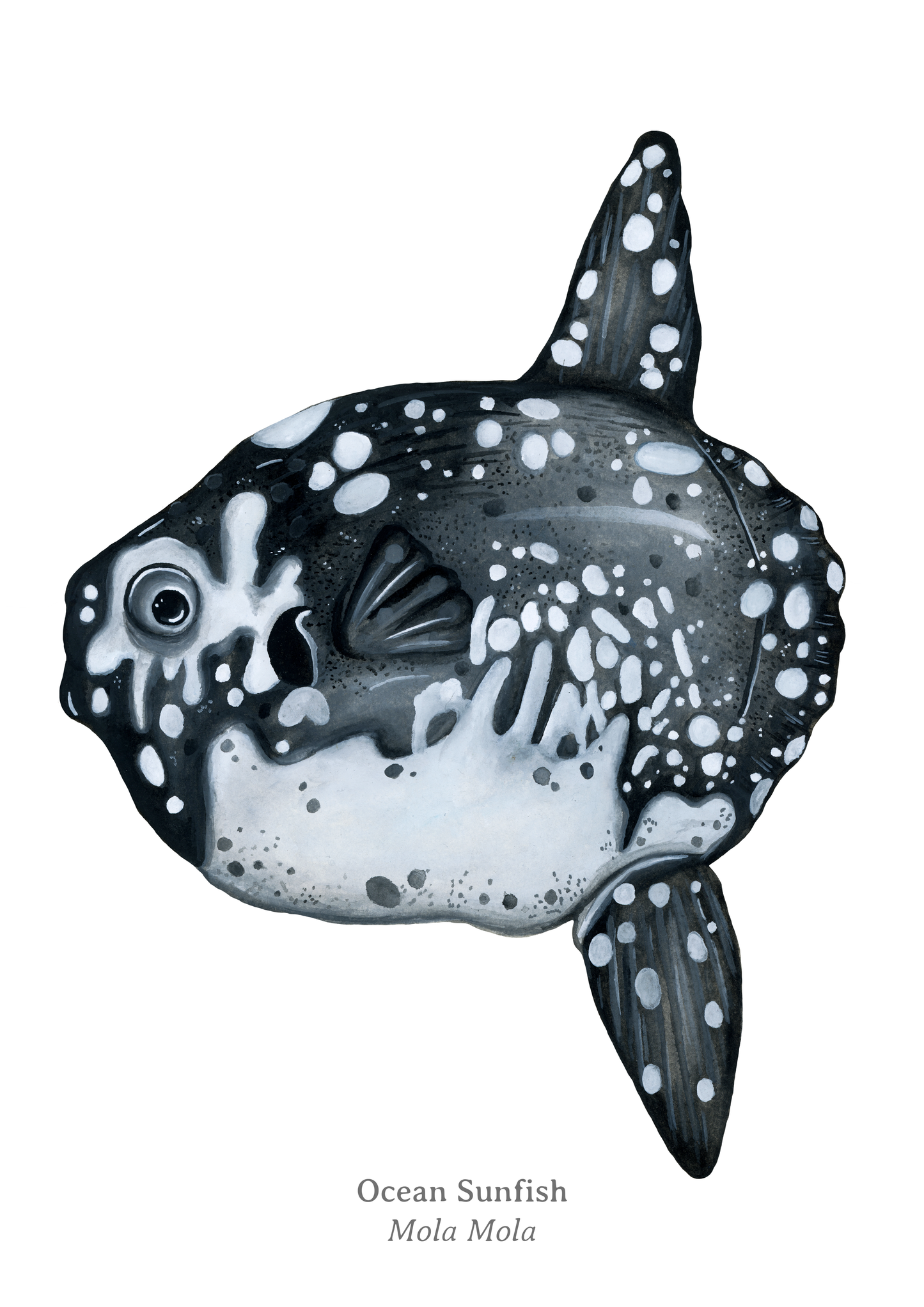 Ocean Sunfish Fine Art Print