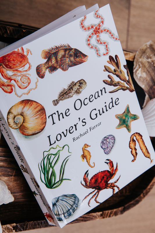 The Ocean Lover's Guide