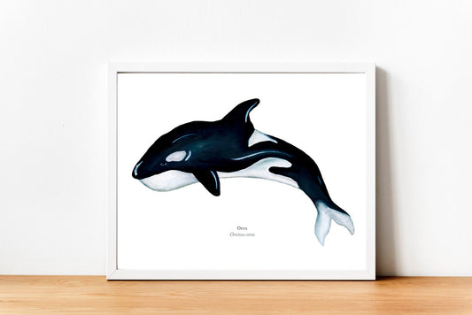 Orca Fine Art Print