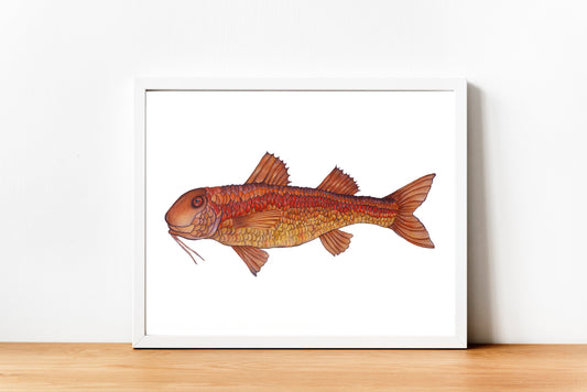 Red Mullet Original Watercolour Painting