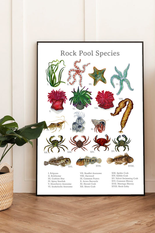 Rock Pool Species Fine Art Print