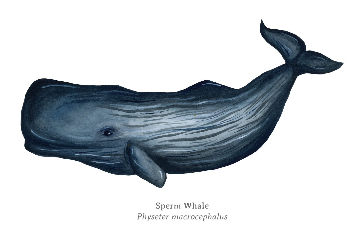 Sperm Whale Fine Art Print