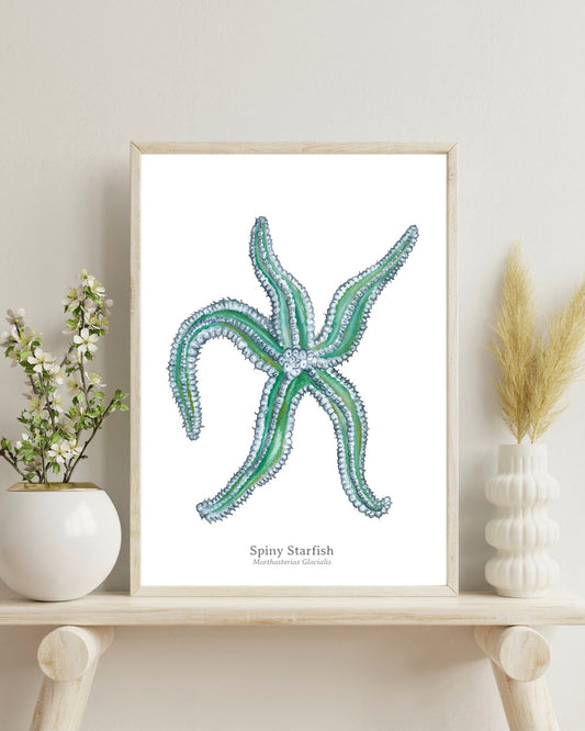 Spiny Starfish Fine Art Print