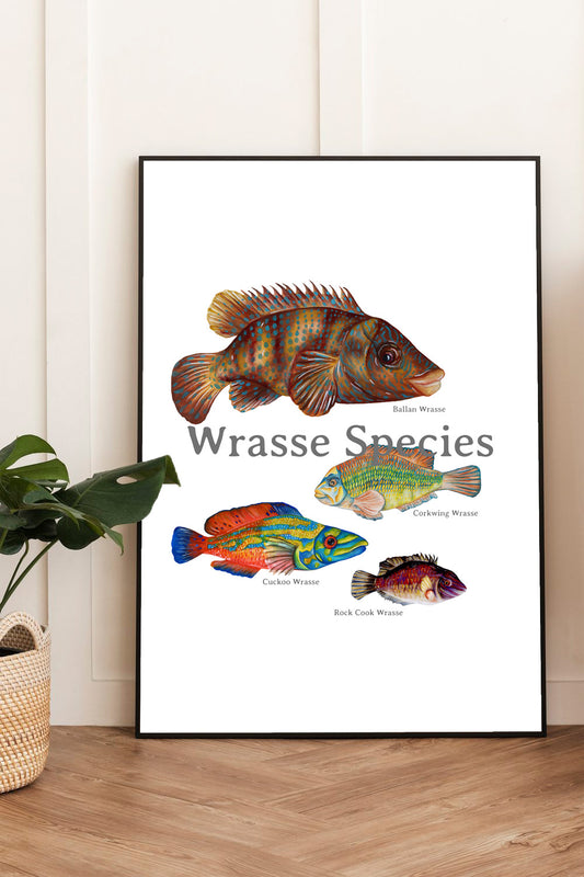 Wrasse Species Poster