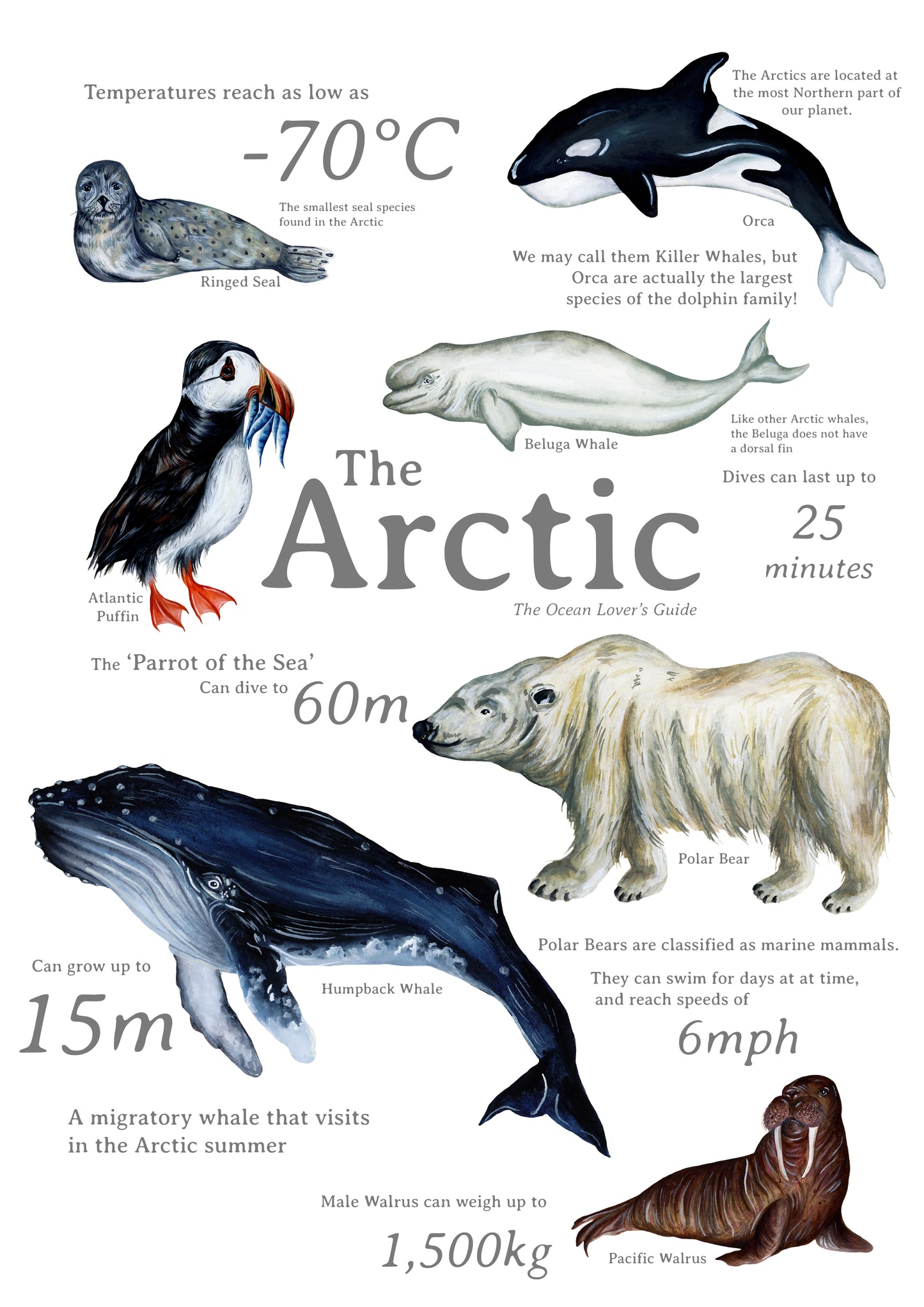 The Arctic Fine Art Print
