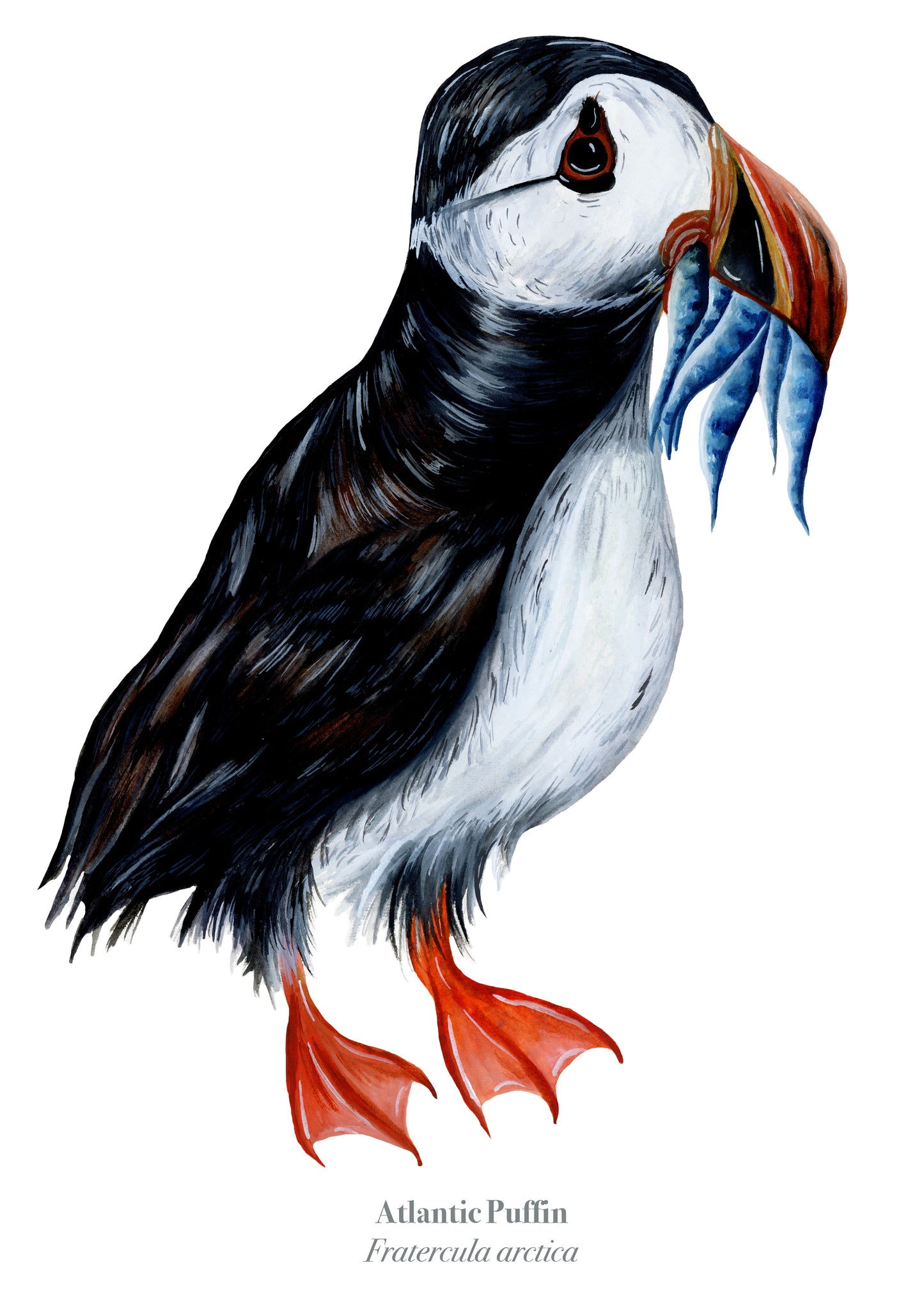 Puffin Fine Art Print