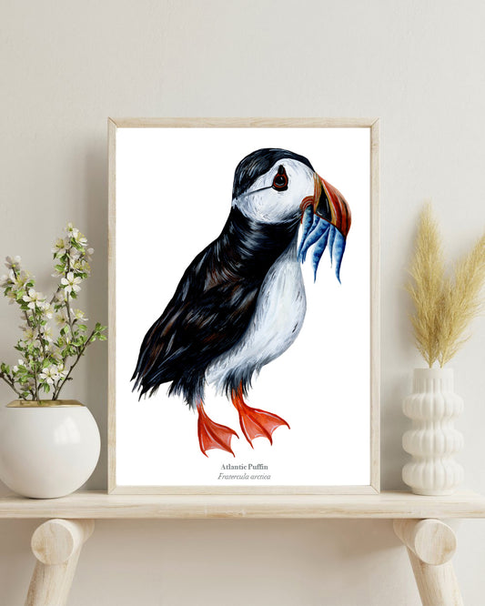 Puffin Fine Art Print