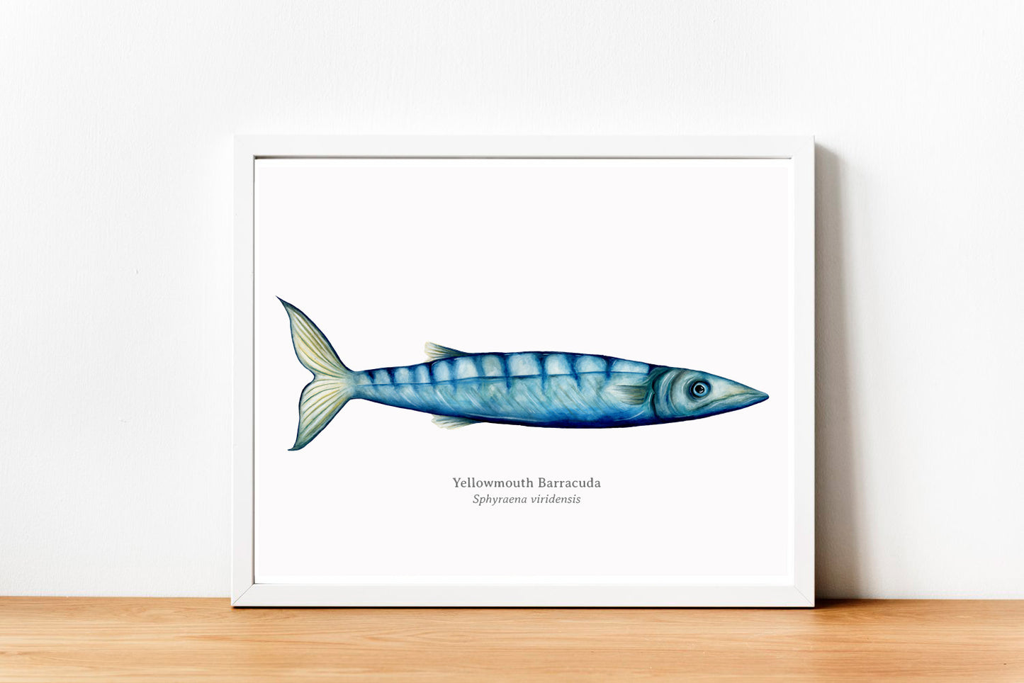 Barracuda Fine Art Print