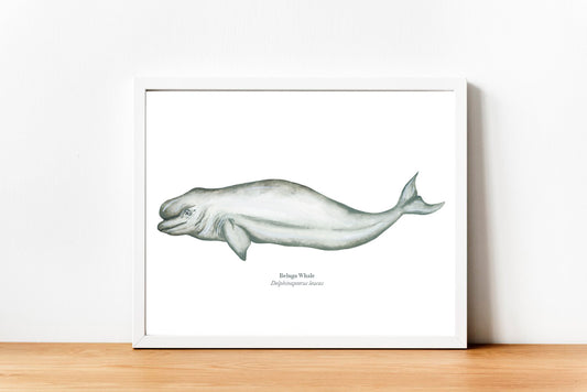 Beluga Whale Fine Art Print