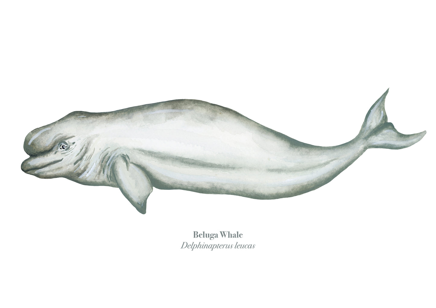 Beluga Whale Fine Art Print