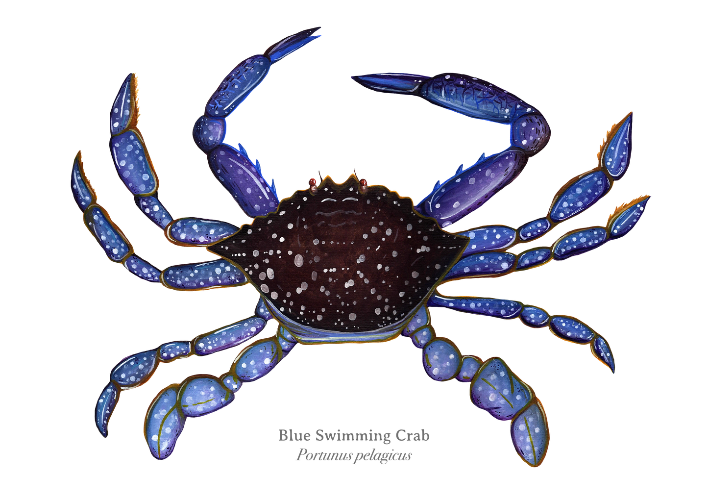 Blue Swimming Crab Fine Art Print