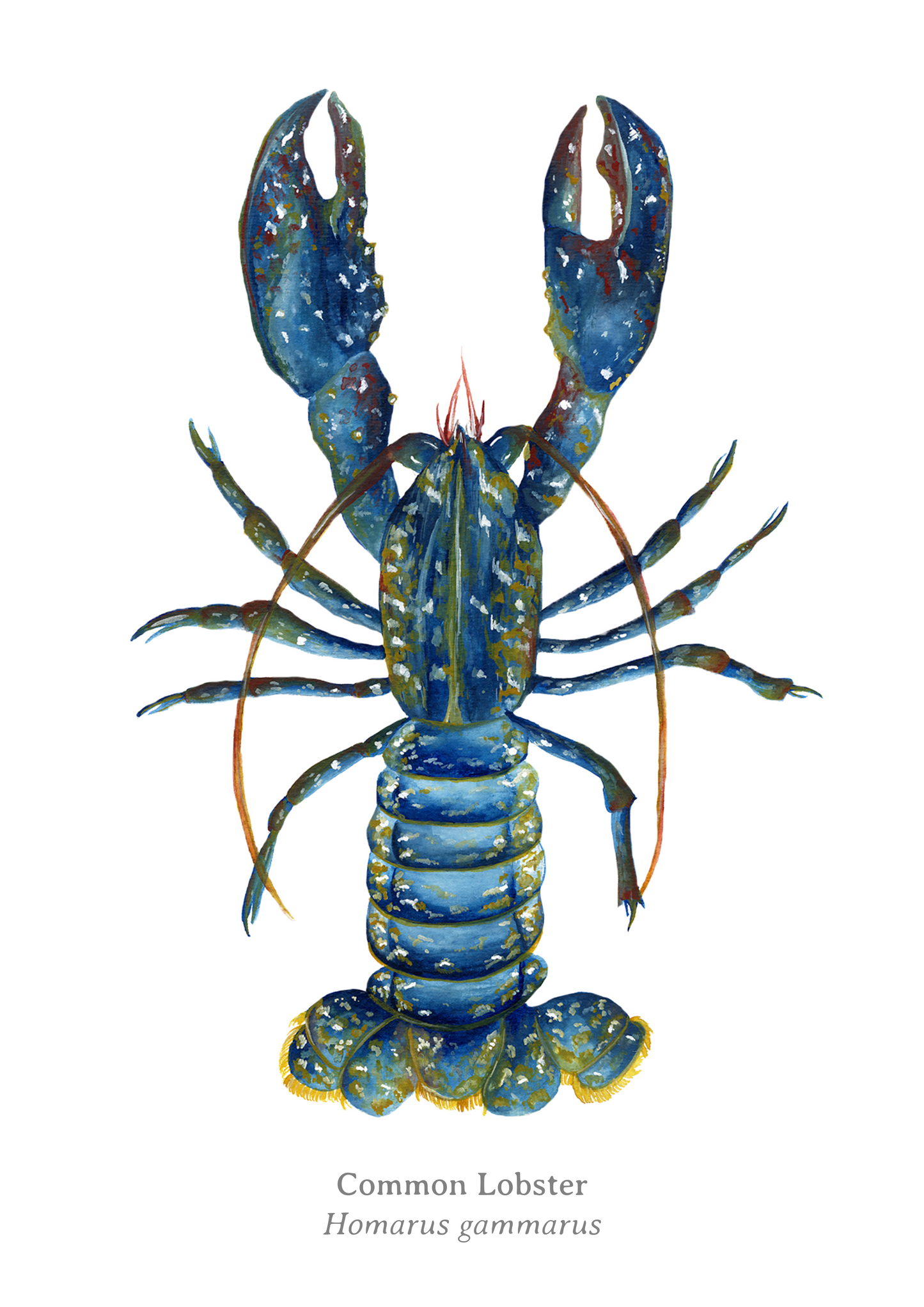 Common Lobster Fine Art Print