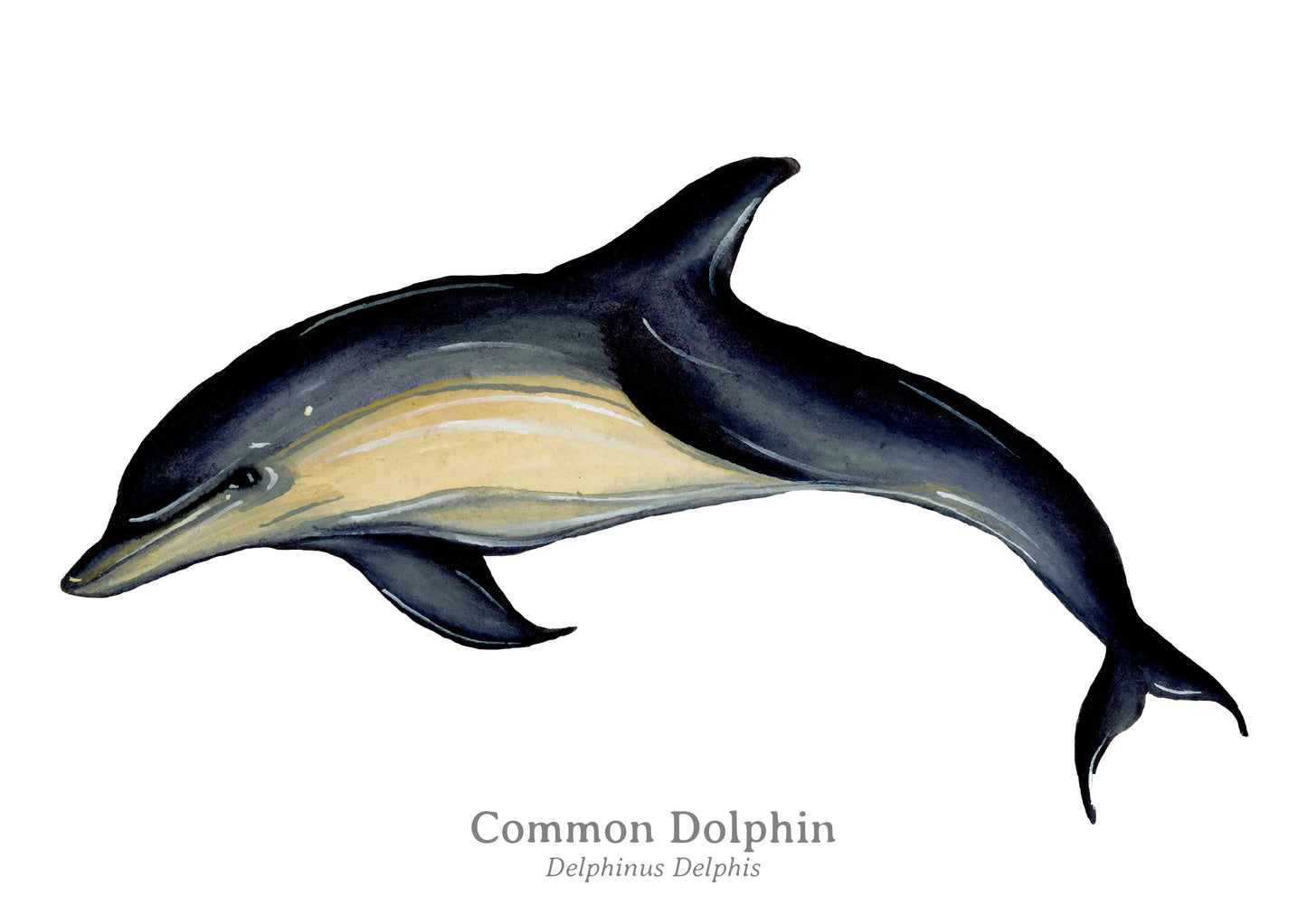 Dolphin Tier