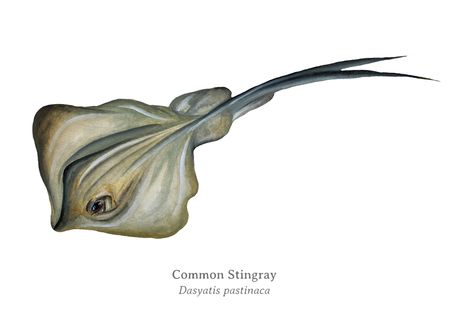 Common Stingray Fine Art Print