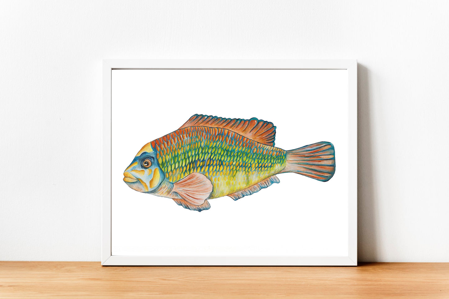 Corkwing Wrasse Original Watercolour Painting