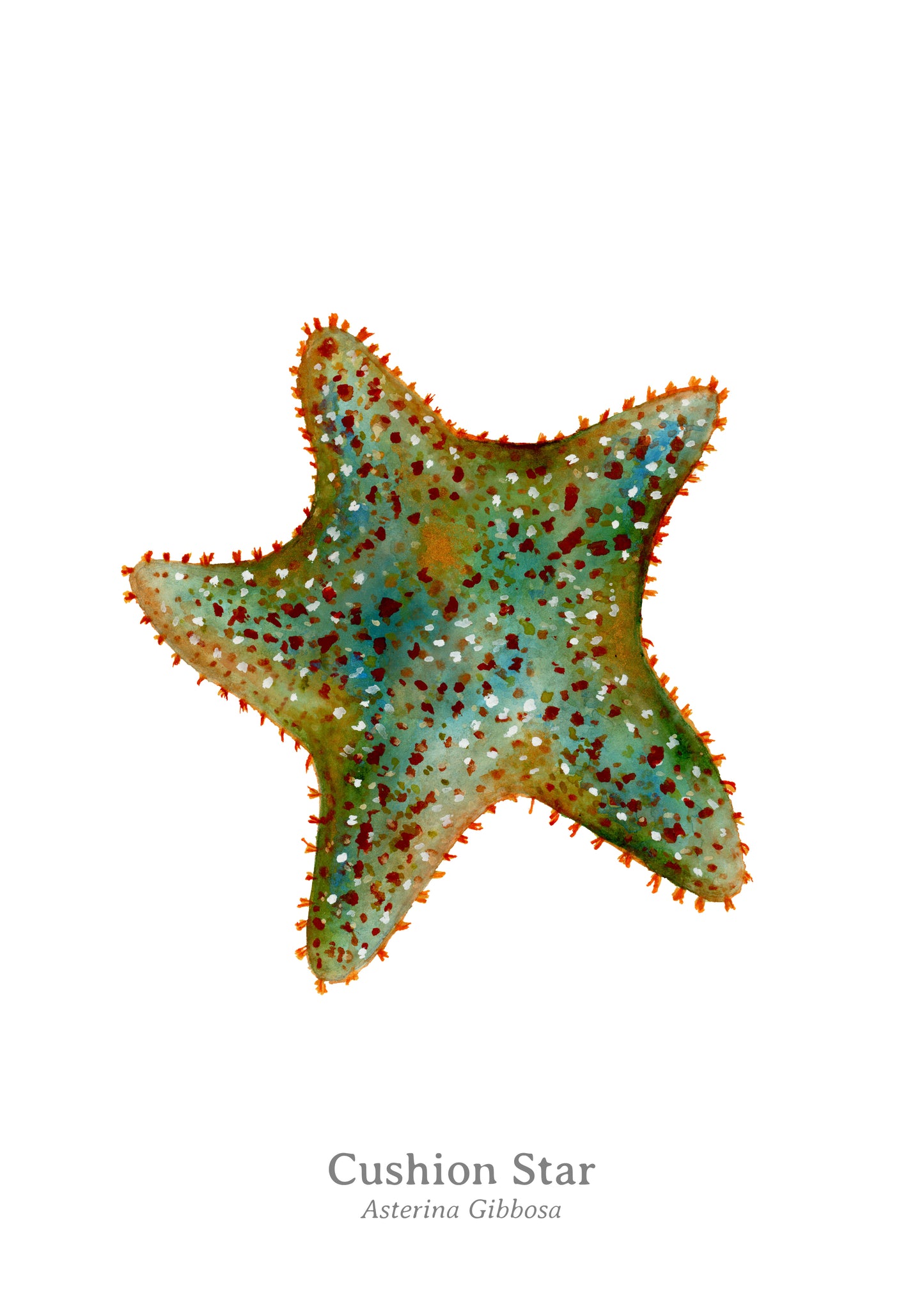 Cushion Star Fine Art Print