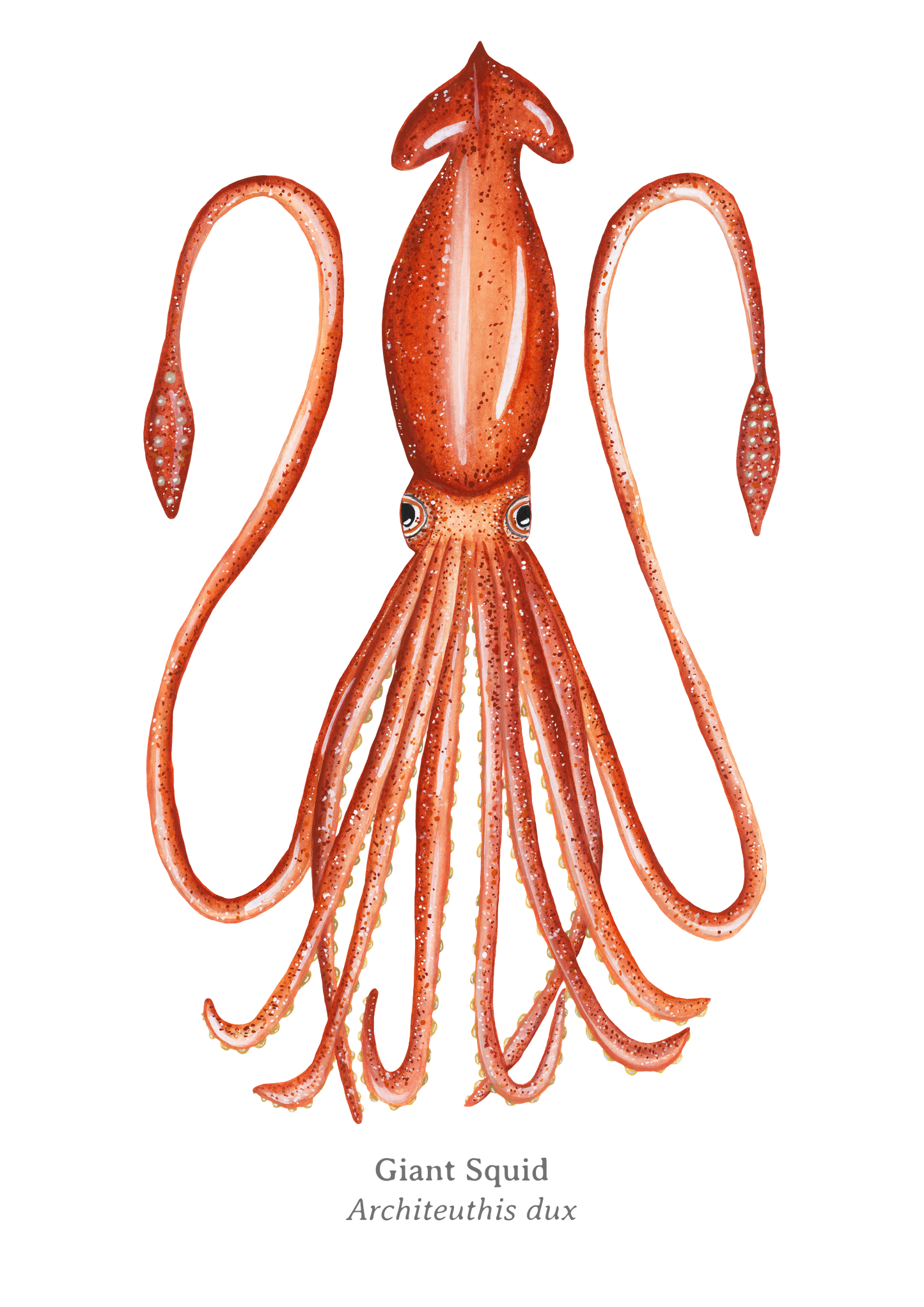 Giant Squid