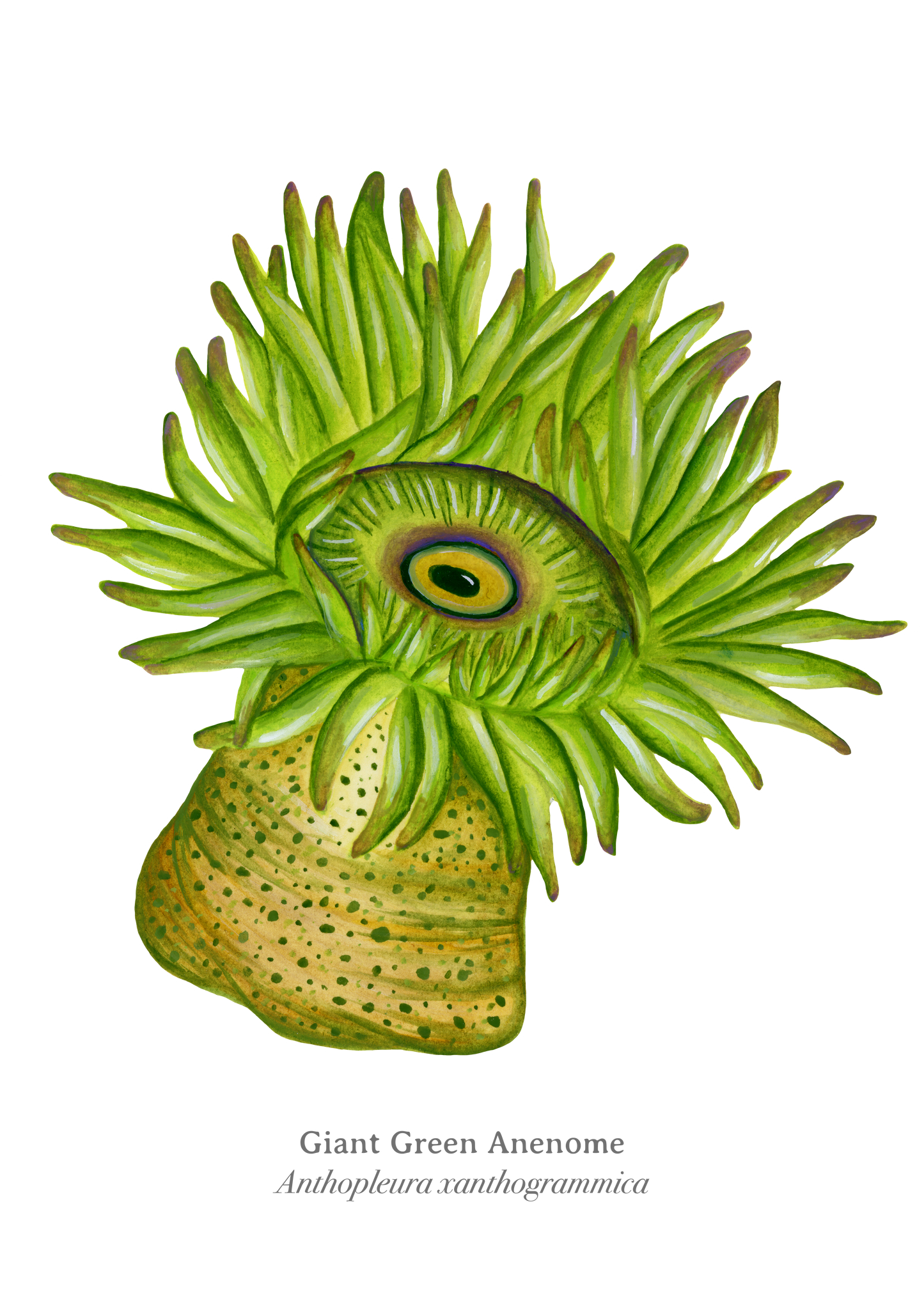 Giant Green Anenome Fine Art Print