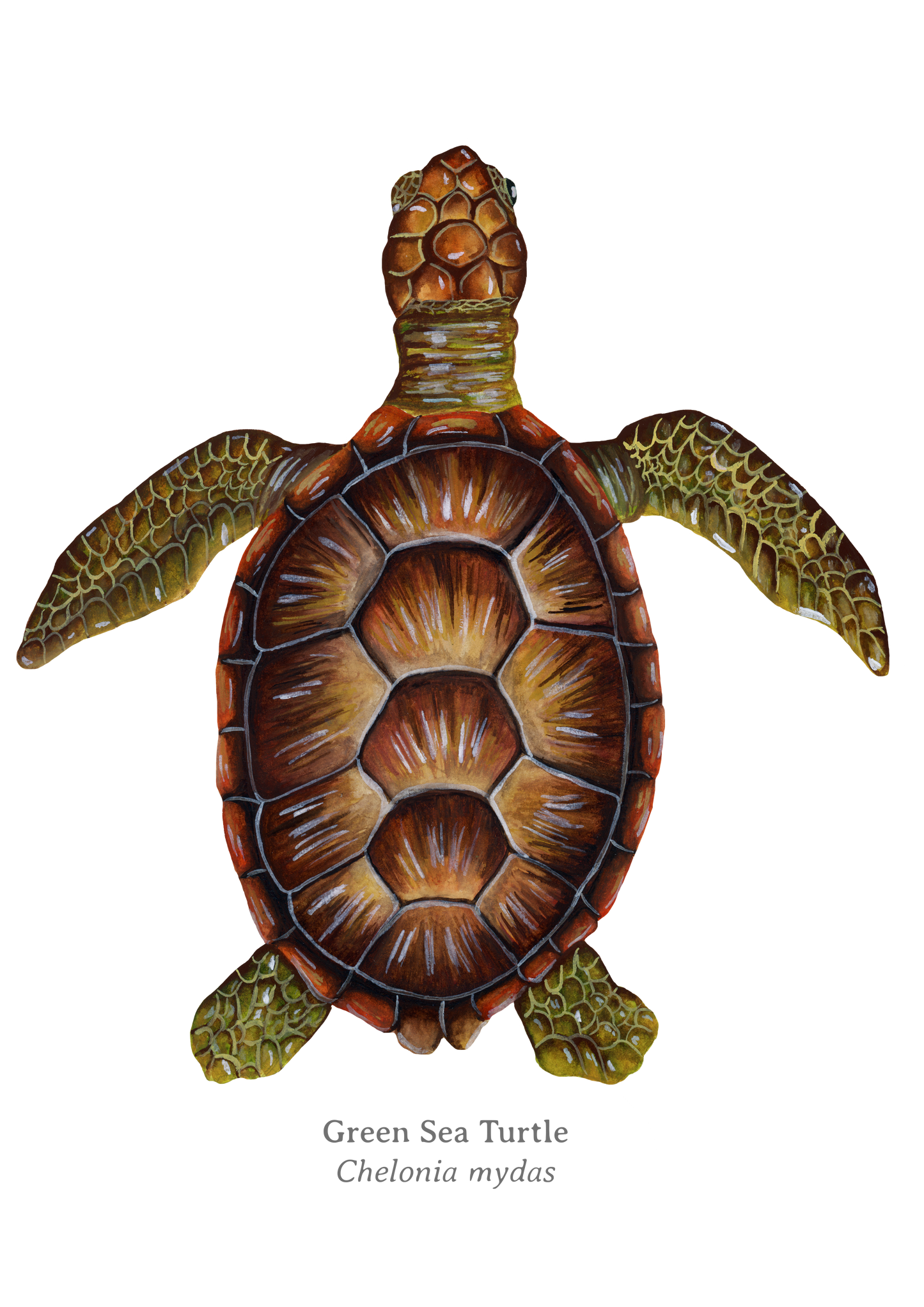 Green Turtle Fine Art Print