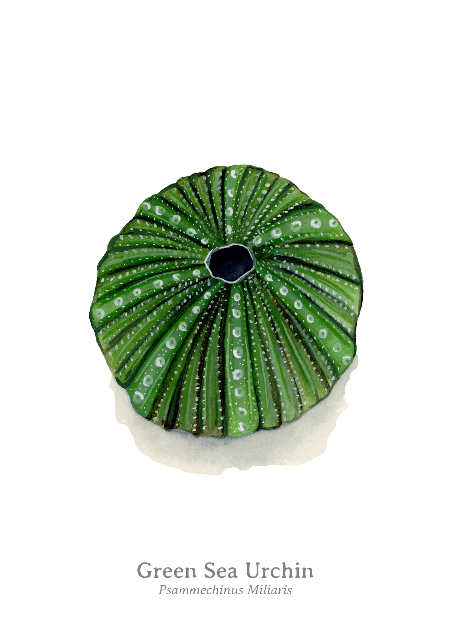 Green Sea Urchin Fine Art Print