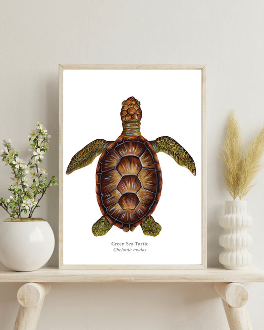 Green Turtle Fine Art Print