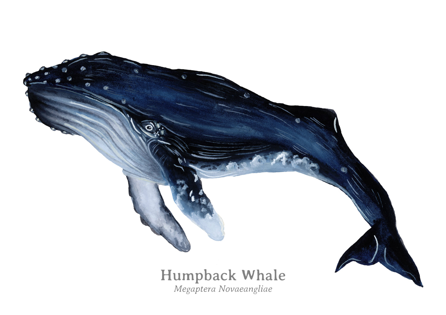 Humpback Whale Fine Art Print
